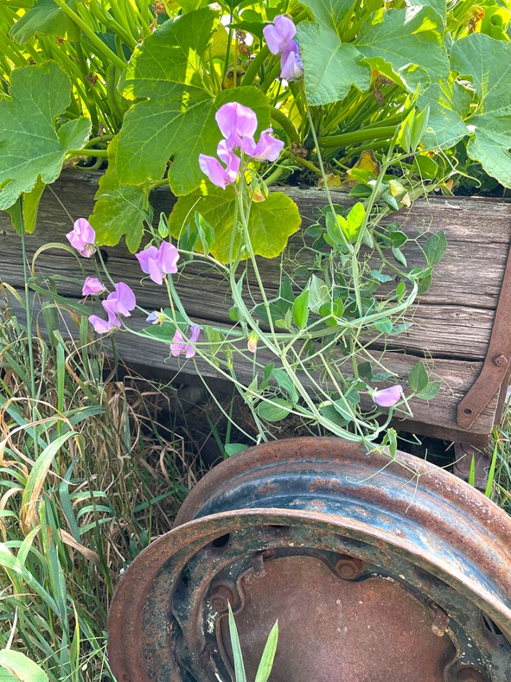 How Does Your Garden Grow? (Part 1) 