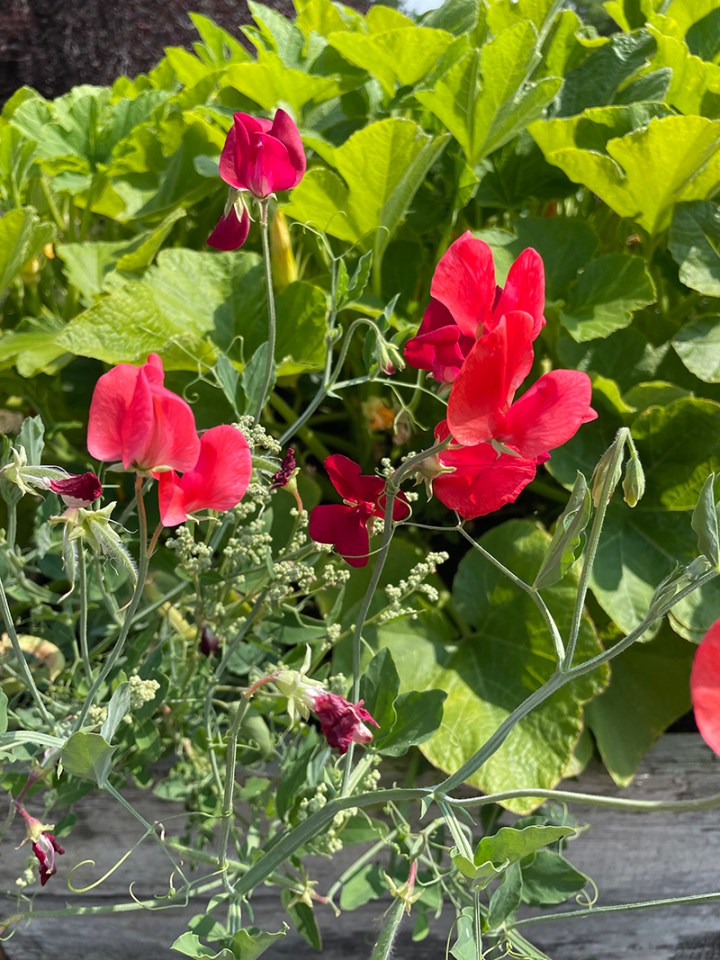 How Does Your Garden Grow? (Part 2) 